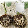 Plant Rooting | Planten Groeidoos